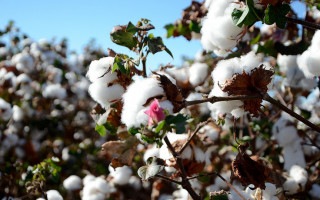 Produção de algodão no Tocantins desponta.
