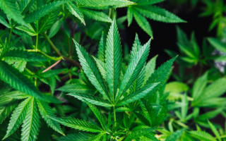 Folhas da planta cannabis sativa.