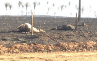 O incêndio atingiu a pastagem e matou parte do rebanho