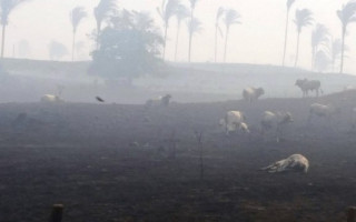 Área devastada chega a 800 alqueires, em oito fazendas da região