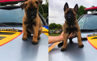2º BPM recebe doação de casal cães com linhagem para o policiamento militar.