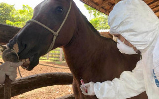 Exames confirmaram a doença nos animais.