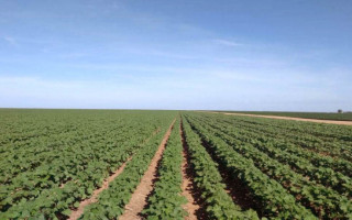 Área cultivada de algodão no Tocantins na última safra foi de 6,7 mil hectares.