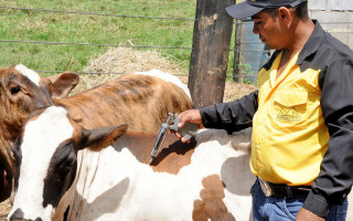 Prazo para vacinação contra aftosa encerra no dia 30 de novembro.