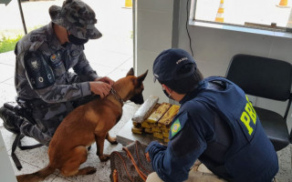 Droga foi encontrada com auxílio do cão farejador.