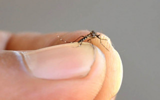 Semana Estadual de Combate ao Aedes será realizada no período de 30 de novembro a 4 de dezembro.