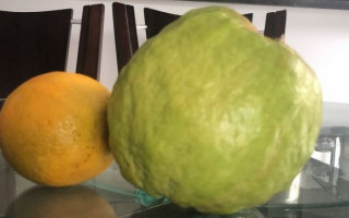 Em termos de comparação, a fruta ultrapassa o peso e tamanho de uma laranja.