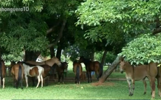 Animais soltos em área verde ao lado de rodovia