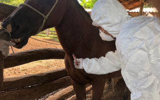 Animal será sacrificado para evitar transmissão