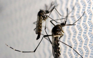 O Aedes está no Brasil há mais de 100 anos. 