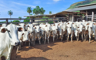 Declaração da vacinação do rebanho é obrigatória 