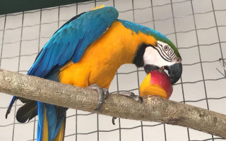 Arara canindé se alimentando no Cefau.