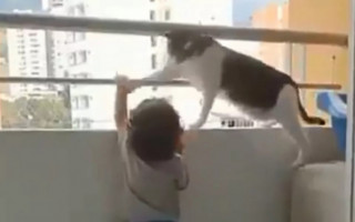 A cena que mostra um bichano empenhado a não deixar a criança se apoiar nas bordas de uma sacada