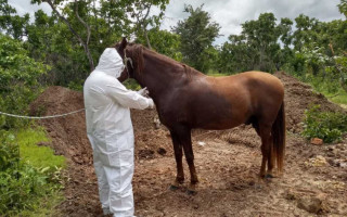  Adapec realiza eutanásia de equino infectado por mormo