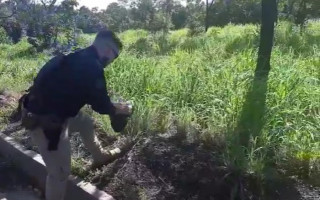 Animal não conseguia  pelo acostamento da rodovia. 