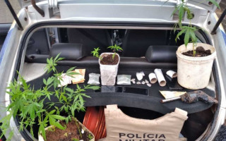Pés de maconha e drogas apreendidos.
