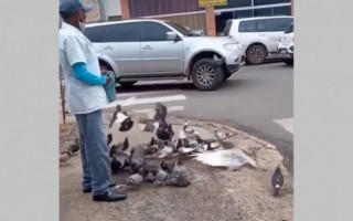 Homem dá aula de trânsito a pombos em rua de Araguaína.