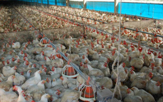 Produção de aves comerciais no Tocantins fechou o ano de 2020 em 34,9 milhões.
