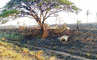 Incêndio em Carmolândia devastou 8 fazendas e matou mais de mil cabeças de gado.