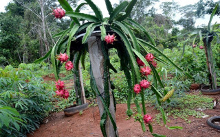 Produtor João Gomes Gontijo, morador do Rancho das Pitayas, próximo a Buritirana, distrito de Palmas, investe no cultivo da pitaya