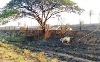 Incêndio em Carmolândia devastou 8 fazendas e matou mais de mil cabeças de gado.