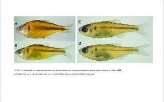 Knodus aff. breviceps da bacia do rio Almas, bacia do alto Tocantins.