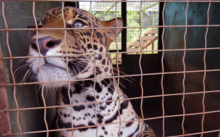 Animal recebeu tratamento odontológico para recuperação das presas