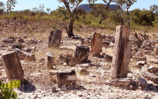 De acordo com pesquisas realizadas no local, as árvores fossilizadas têm mais de 250 milhões de anos.