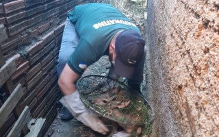 Veado foi resgatado por uma equipe do Naturatins.