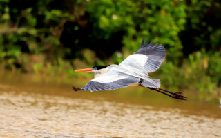 Parque Estadual do Cantão possui uma rica diversidade de espécies de aves 