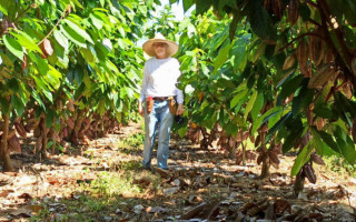 Cacau é o carro-chefe da Fazenda Ipê Roxo, próximo a Luzinópolis.