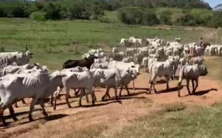 Gado roubado no Tocantins é recuperado pela Polícia Civil no Maranhão.