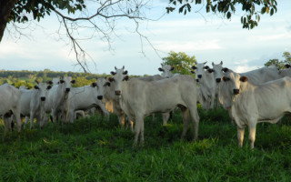 Rebanho bovino.