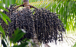 Maionese com polpa de Açaí foi desenvolvida por professor de Engenharia de Alimentos.