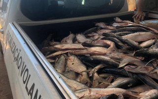 Peixes foram apreendidos no Distrito de Taquaralto. 