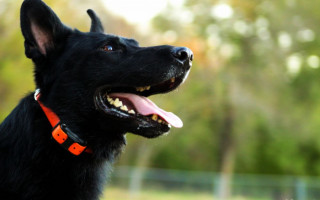 Projeto de Lei proíbe a comercialização e o uso de coleiras de choque em cães no estado do Tocantins.