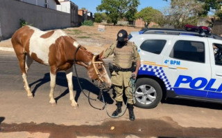Animal recuperado pela PM.