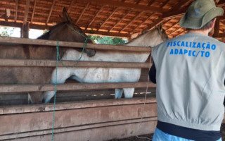 Em 2021, já foram registrados 14 animais positivos em Filadélfia e dois em Nova Olinda e mais 1 em Taquatinga.