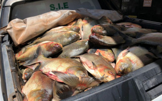 Pescado apreendido.