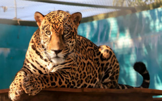 Asas cadastradas são exclusivas para a soltura de animais provenientes dos Cetras e autorizados pelo Naturatins.