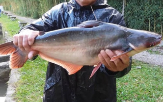 Peixe Panga.