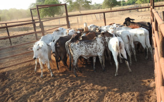 Parte do gado furtado estava em uma fazenda na zona rural de Santa Rita.