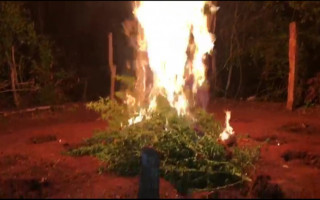 Plantação de maconha foi destruída pela Polícia Civil.