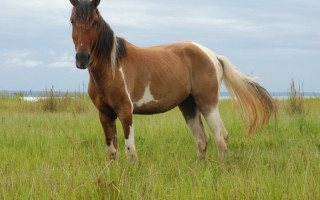 O Passaporte Equestre deve conter todas as informações do animal.