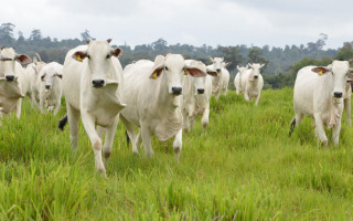 Araguaína ocupa a terceira posição no ranking estadual, com 274 mil cabeças de gado. 