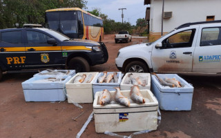 Pescado impróprio para o consumo foi apreendido.