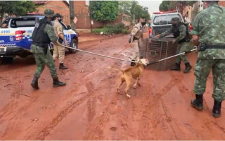 Animal foi caputurado pela Polícia Militar Ambiental. 