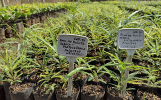 Foram produzidas mais de 58 mil mudas de espécies nativas do Cerrado.