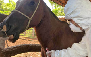 Investigação epidemiológica é fundamental para controlar a zoonose 