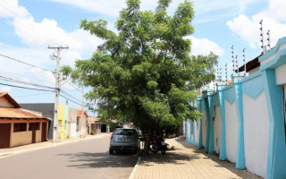 O plano de arborização urbana que está em elaboração já prevê a retirada dessas árvores 